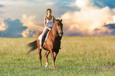 Stadnina koni sportowych – jak zacząć i założyć własną hodowlę?